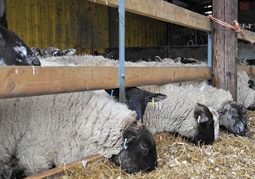 Sheep Eating Silage